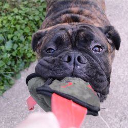 Close-up portrait of a dog