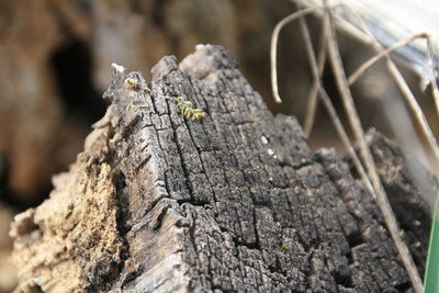 Close-up of lizard on tree trunk