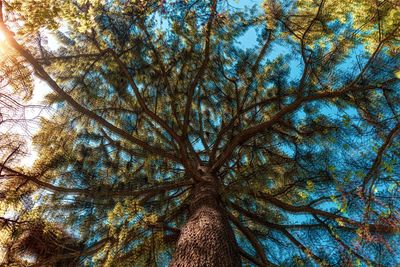 Low angle view of tree