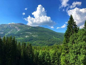 Scenic view of pine trees against sky