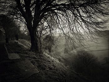 Bare trees against sky