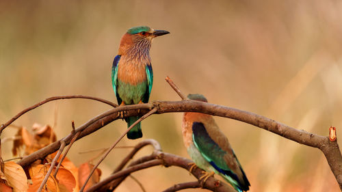 Low angle view of indian roller bird perching on branch