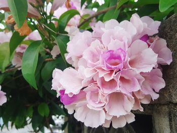 Close-up of pink hydrangea blooming outdoors