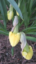 Close-up of yellow flower