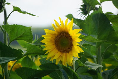 Close-up of sunflower on plant