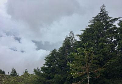 Low angle view of trees against cloudy sky