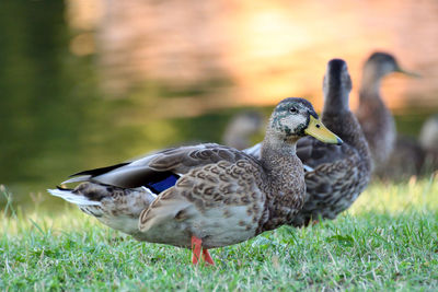 Close-up of duck on field