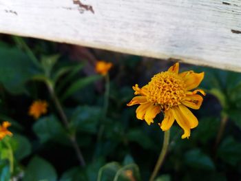 Close-up of yellow flowering plant