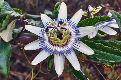 Close-up of purple flower