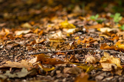 Close-up of dry maple leaves on ground