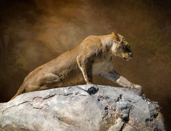 Low angle view of lioness on rock