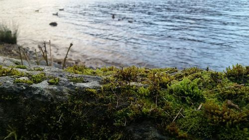 Close-up of plants by sea