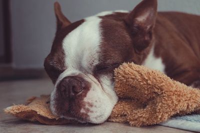 Boston terrier sleeping on carpet