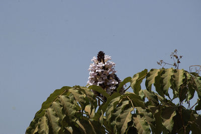 Low angle view of plant against clear sky