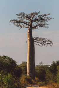 Trees on field against sky