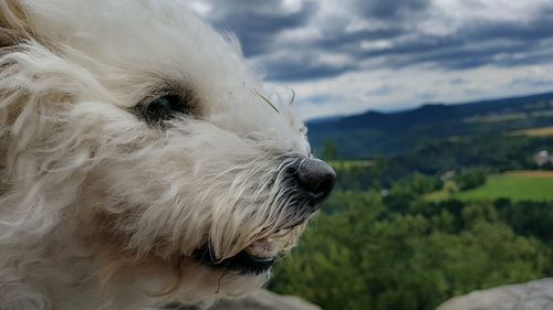 Close-up of dog