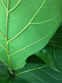 Full frame shot of leaf