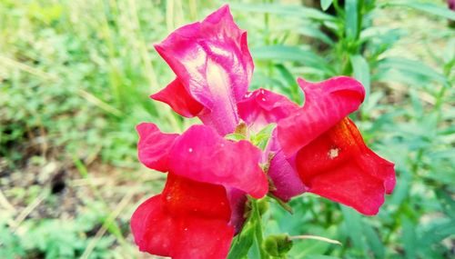 Close-up of red rose flower