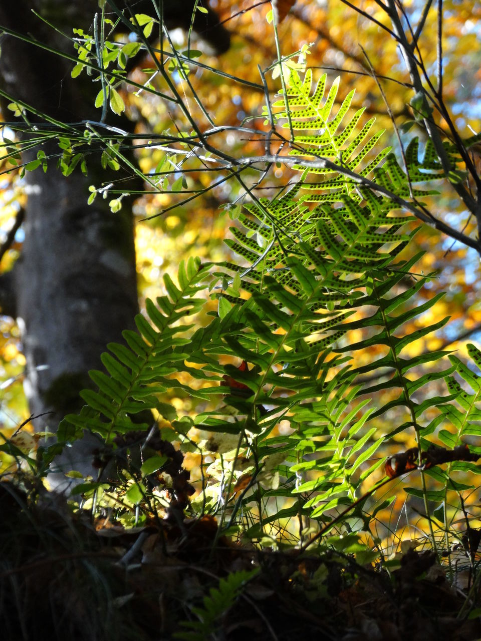 CLOSE-UP OF TREE BRANCH IN AUTUMN