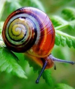 Close-up of snail