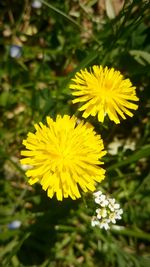 Close-up of yellow flowers blooming outdoors