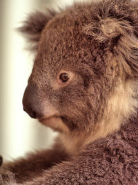 Close-up of a koala bear