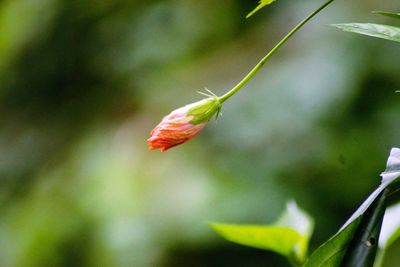 Close-up of red flower blooming outdoors