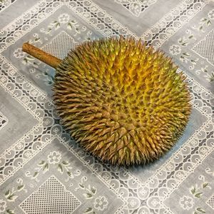 High angle view of cactus on floor