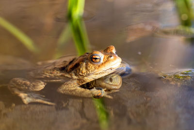 Close-up of frog in lake