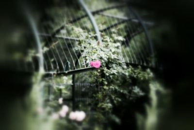 Close-up of flower blooming outdoors