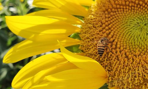 Close-up of yellow sunflower