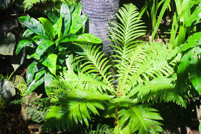 High angle view of leaves on plant