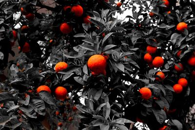 Orange fruits on tree