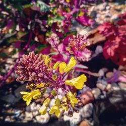 Close-up of pink flowering plant