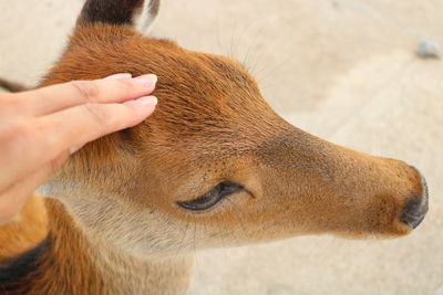 Close-up of human hand