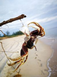 Close-up of crab on beach against sky