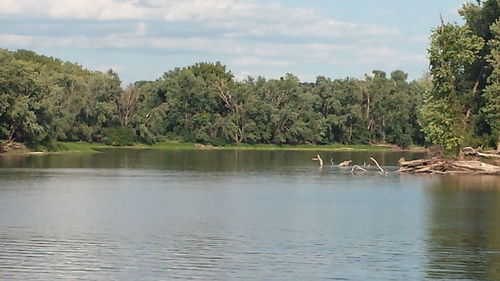 Swan swimming in lake against trees
