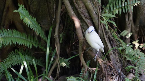 White bird perching on a tree