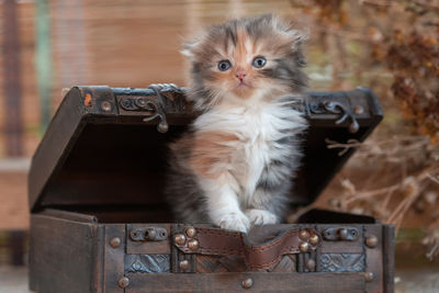 Close-up of cat sitting on table