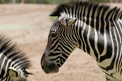 Close-up of zebra