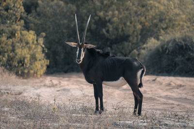 Deer standing on field