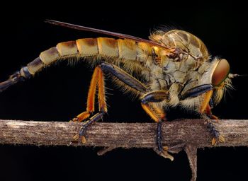 Close-up of insect on wood against black background