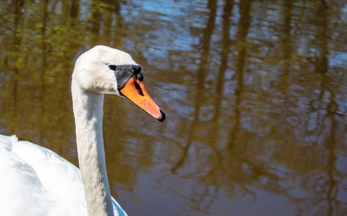 Swan floating on lake