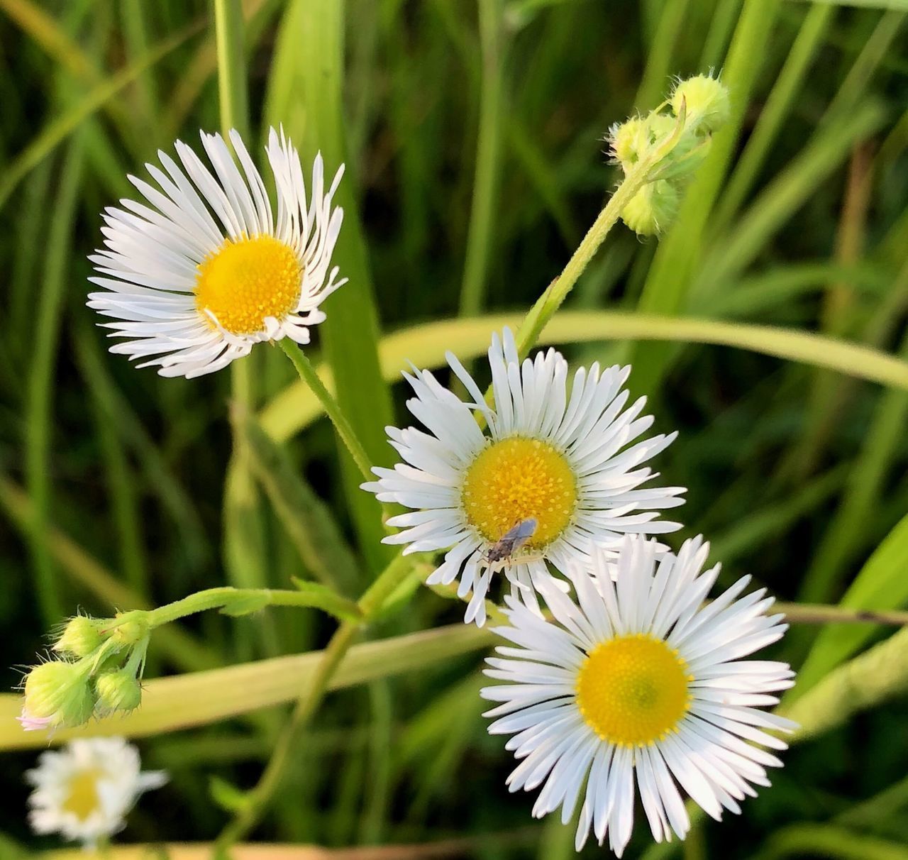 CLOSE-UP OF WHITE DAISY FLOWERS GROWING ON FIELD