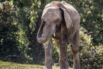 Close-up of elephant on field