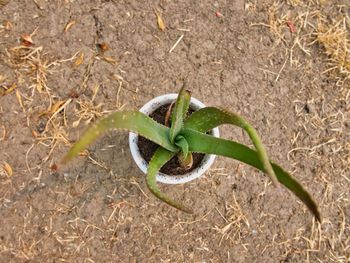 High angle view of fresh plant on field