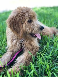 Close-up of a dog on field