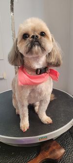 Portrait of dog