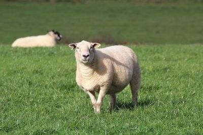 Portrait of sheep standing on field