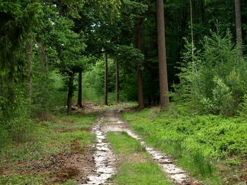 Road amidst trees in forest